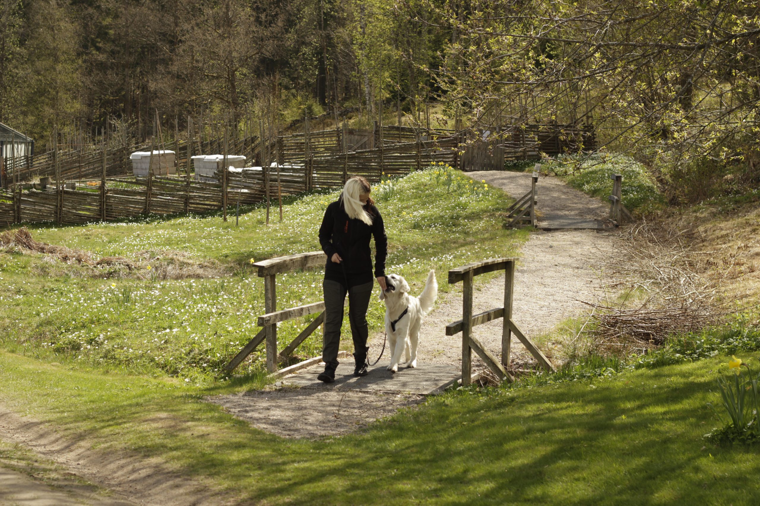 Onlineutmaning trickutmaning hund