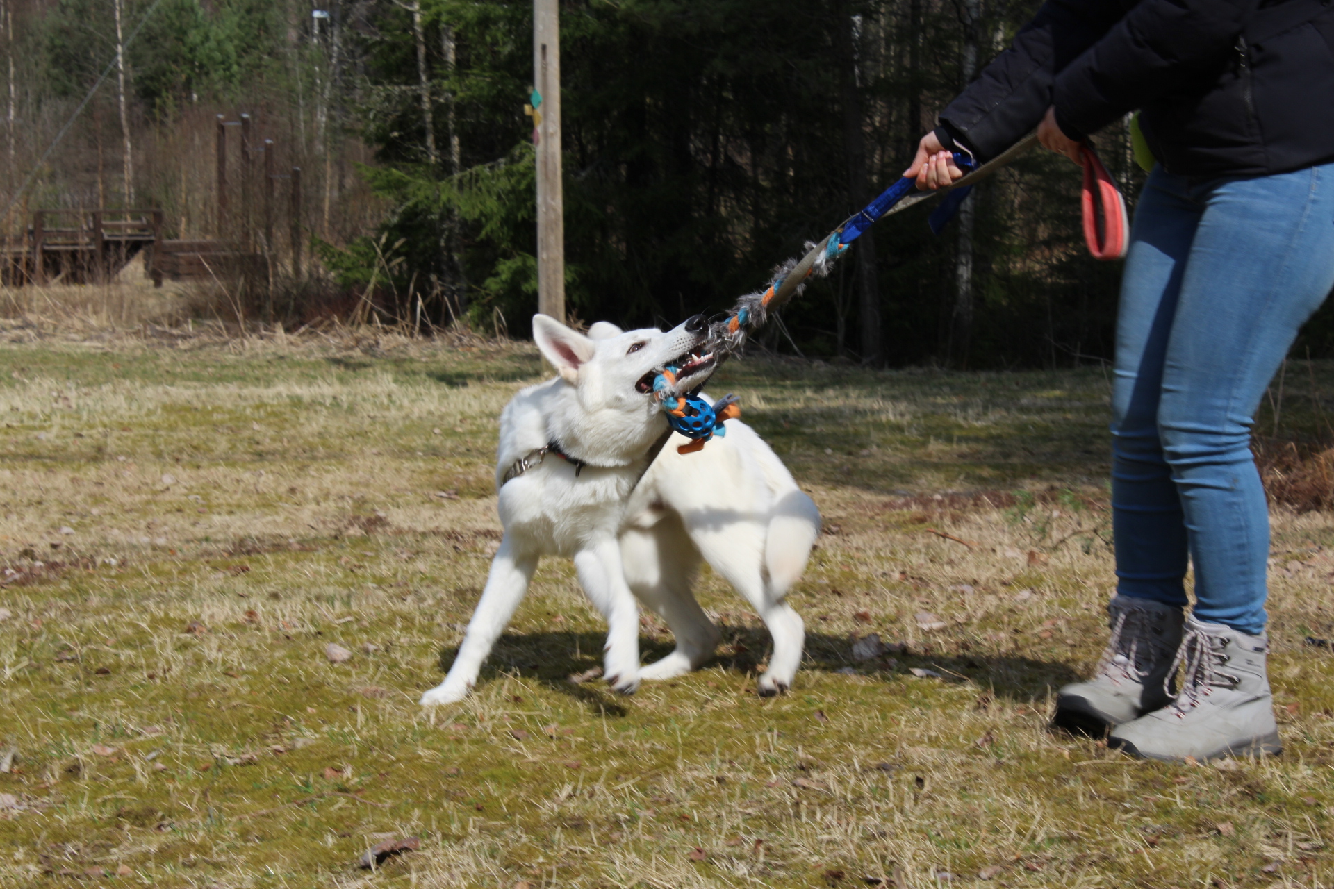 Onlineutmaning trickutmaning hund