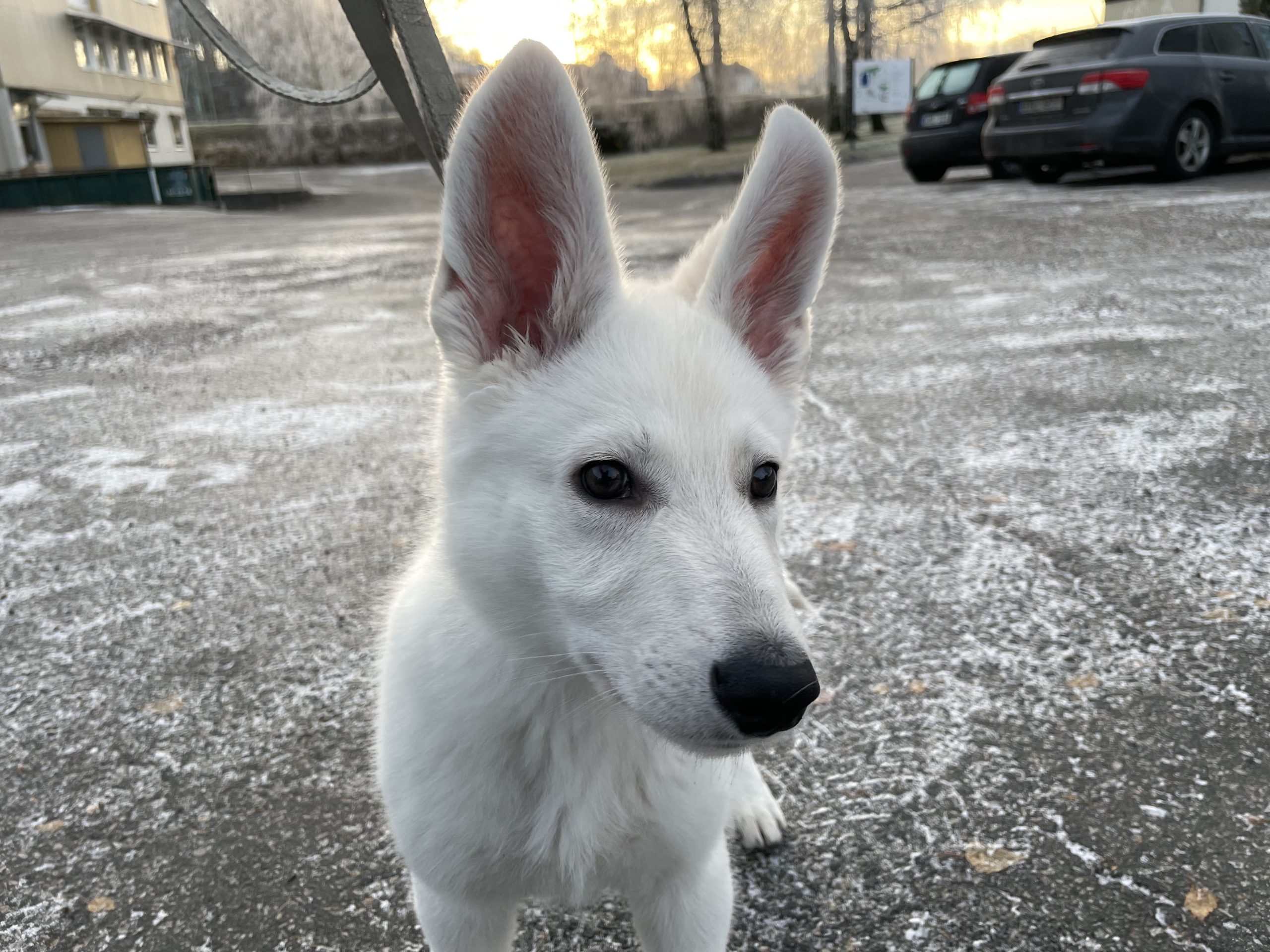 Hundkurser Borås